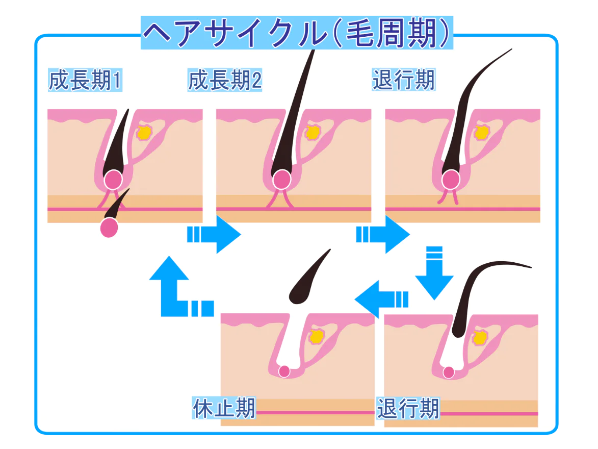 毛周期とは