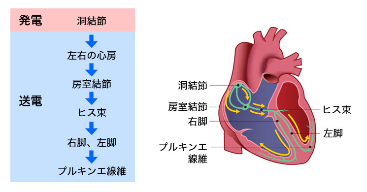 心臓の発電＆送電システム（刺激伝導系）