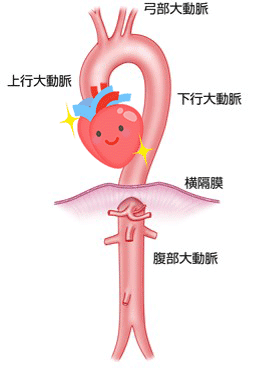 大動脈の外観