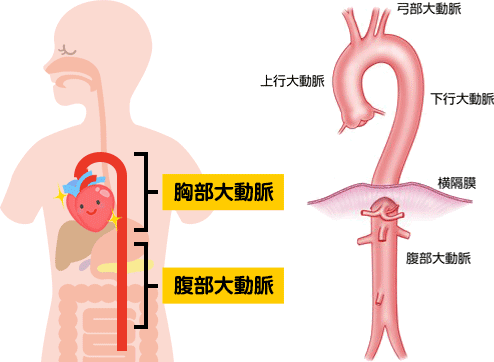 大動脈の外観