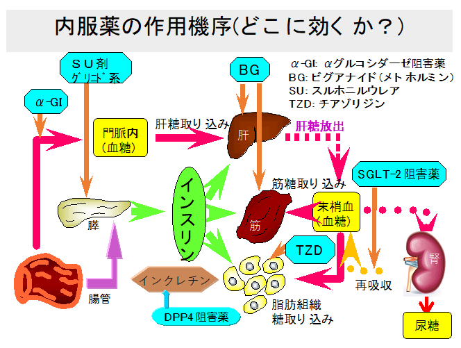 ＜図１：経口血糖降下薬の作用機序：どこに効果あるか？＞