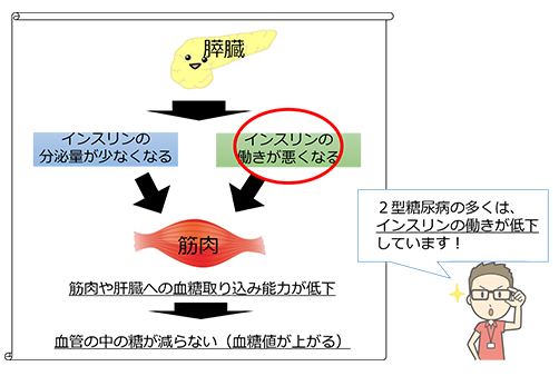 2型糖尿病の多くは、インスリンの働きが低下しています！