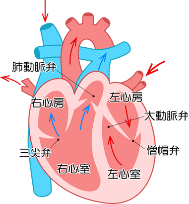 心臓と全身の臓器とのつながり