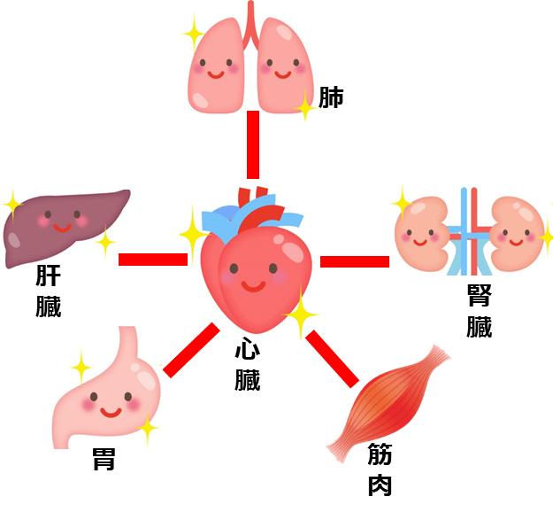心臓と全身の臓器とのつながり
