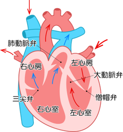 心臓の動き