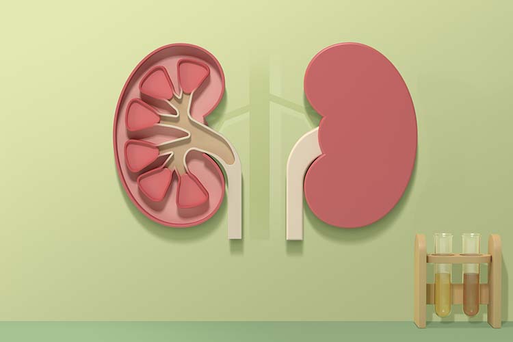 腎臓はどんな働きをしている臓器？