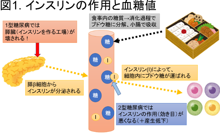 インスリンの作用と血糖値